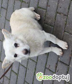Do adopcji Chełm