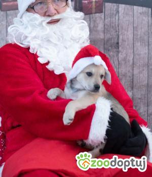 Do adopcji Myślenice