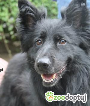 Do adopcji Warszawa