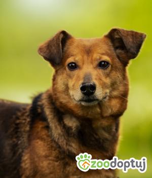 Do adopcji Warszawa