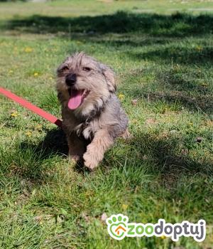 Do adopcji Zgierz