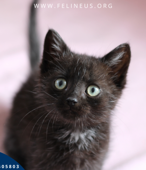 Do adopcji Rzeszów