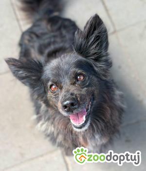 Do adopcji Warszawa