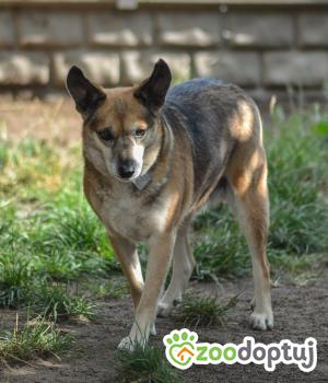 Do adopcji Mielec