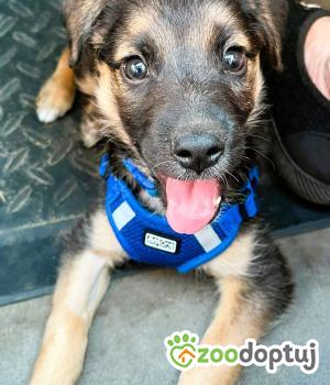 Do adopcji Wieluń
