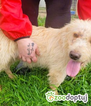 Do adopcji Łódź