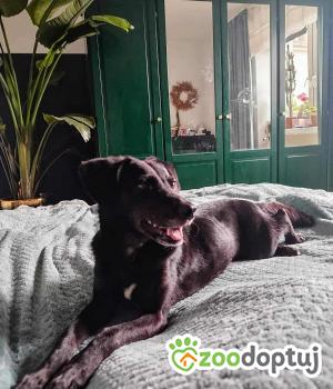 Do adopcji Białobrzegi