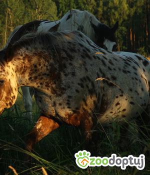 Do adopcji Piskorzyna