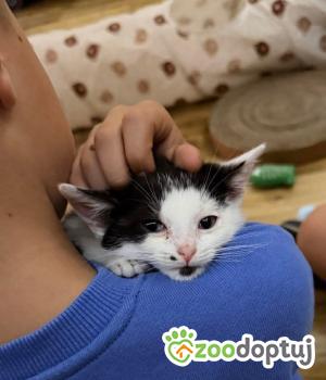 Do adopcji Nowy Tomyśl
