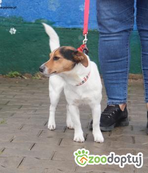 Do adopcji Nowy Dwór Mazowiecki