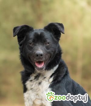 Do adopcji Warszawa