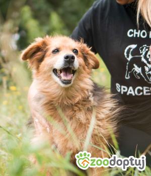 Do adopcji Sompolno