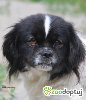 Do adopcji Nowy Dwór Mazowiecki