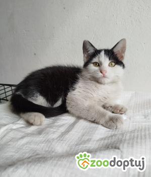 Do adopcji Głowno