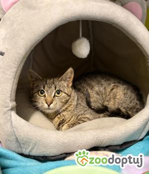 Do adopcji Głowno