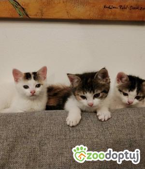 Do adopcji Cieszyn