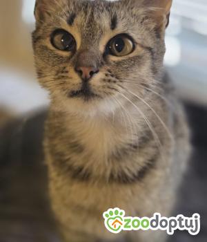 Do adopcji Wrocław