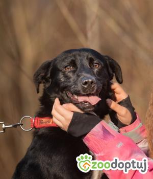 Do adopcji Myślenice