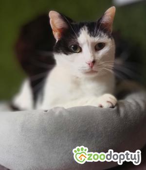 Do adopcji Warszawa
