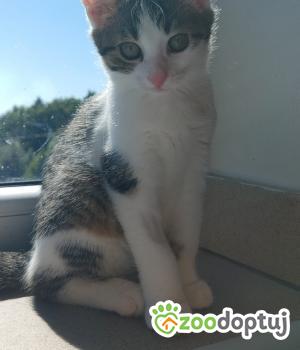 Do adopcji Cieszyn