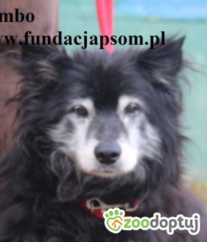 Do adopcji Nowy Dwór Mazowiecki