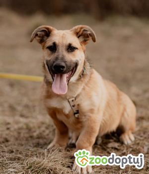 Do adopcji Płock