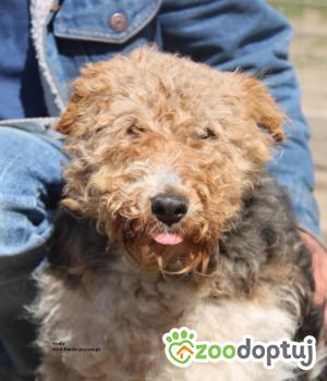 Do adopcji Nowy Dwór Mazowiecki