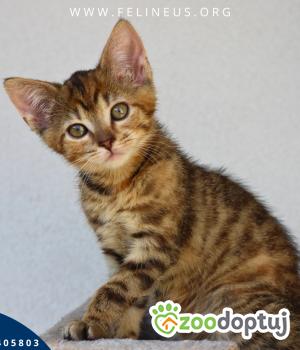 Do adopcji Rzeszów