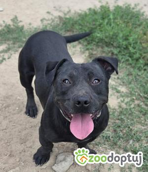 Do adopcji Zgierz
