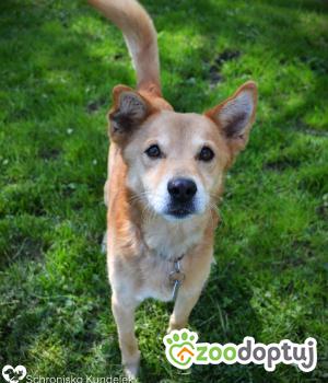 Do adopcji Rzeszów