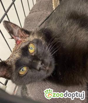 Do adopcji Kielce