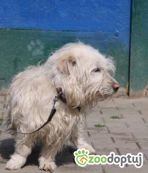 Do adopcji Nowy Dwór Mazowiecki