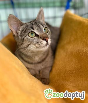 Do adopcji Głowno