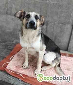 Do adopcji Zgierz