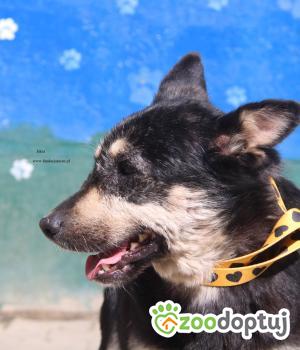 Do adopcji Nowy Dwór Mazowiecki