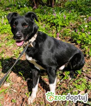 Do adopcji Wrocław