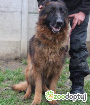 Do adopcji Nowy Dwór Mazowiecki