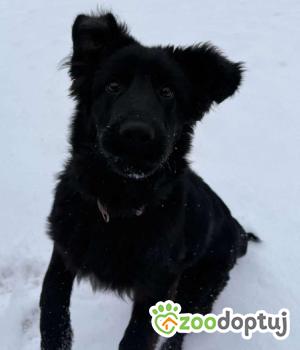 Do adopcji Nowy Tomyśl