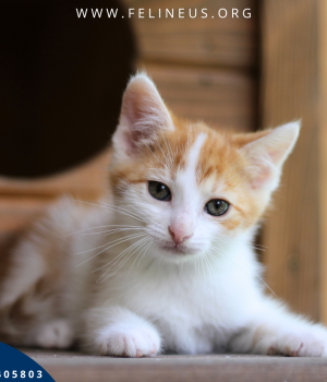 Do adopcji Rzeszów