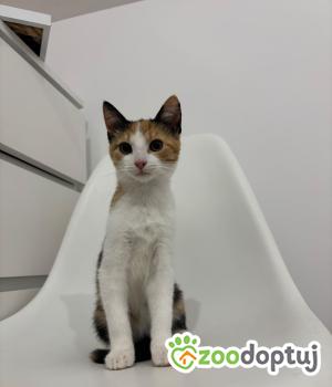 Do adopcji Cieszyn