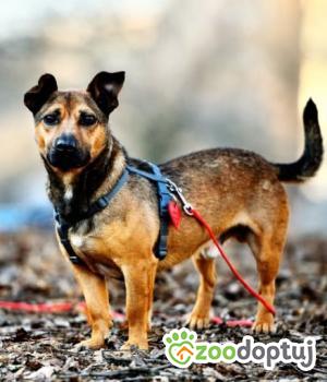 Do adopcji Warszawa