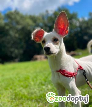 Do adopcji Zgierz