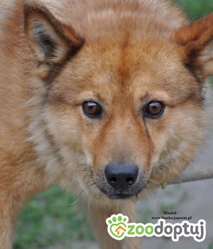 Do adopcji Nowy Dwór Mazowiecki