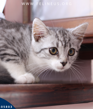 Do adopcji Rzeszów
