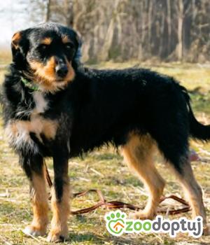 Do adopcji Łódź