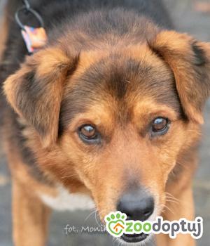 Do adopcji Myślenice