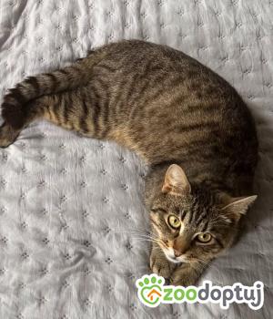 Do adopcji Cieszyn