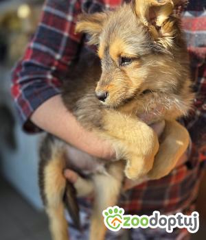 Do adopcji Warszawa