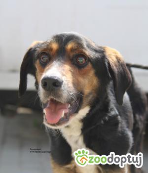 Do adopcji Nowy Dwór Mazowiecki
