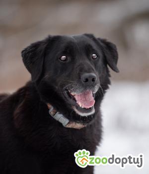 Do adopcji Warszawa
